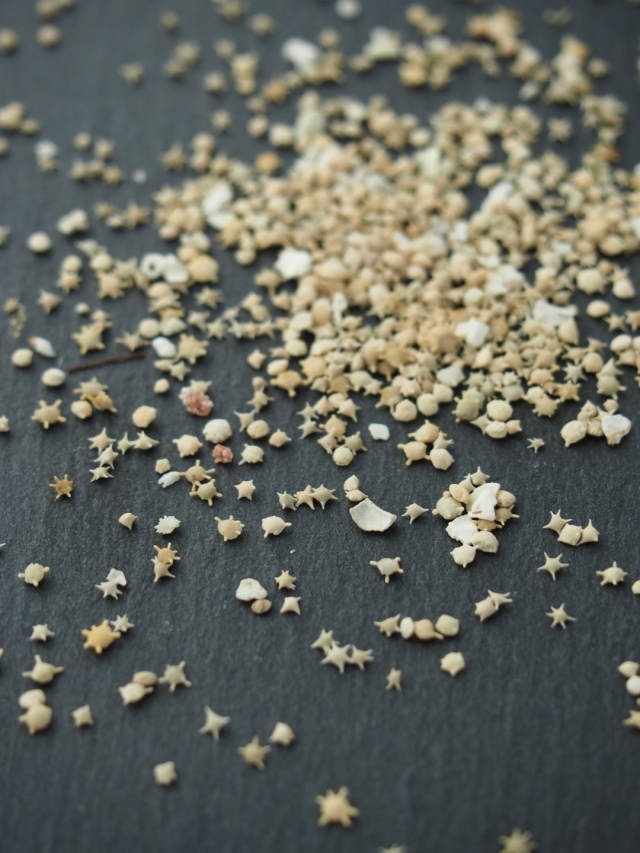 天然星の砂(無漂白)【約1～3mm】[メール便可 100g×6袋まで] En: Star