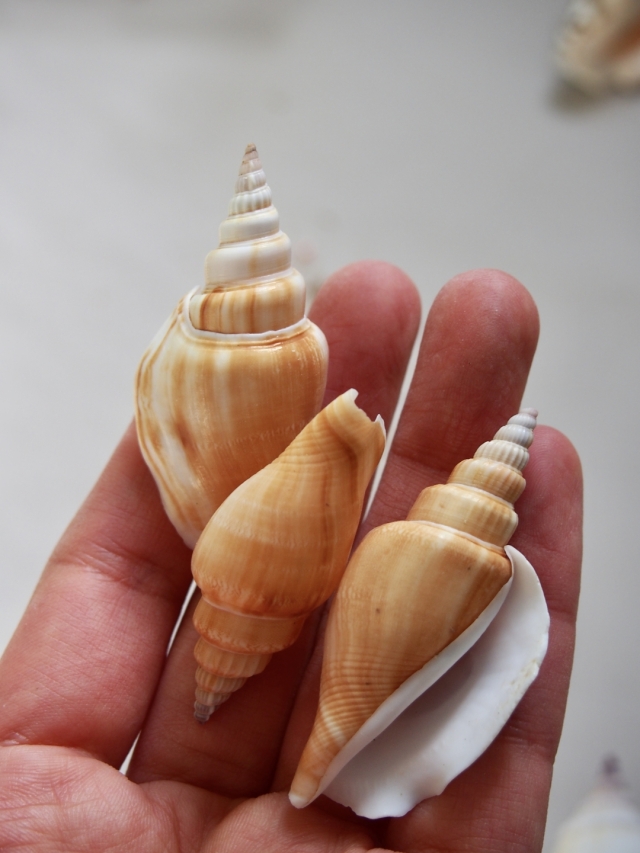 貝　標本　カブトソデガイ　超大型２１㎝ 貝 標本 カブトソデガイ 超大型21㎝