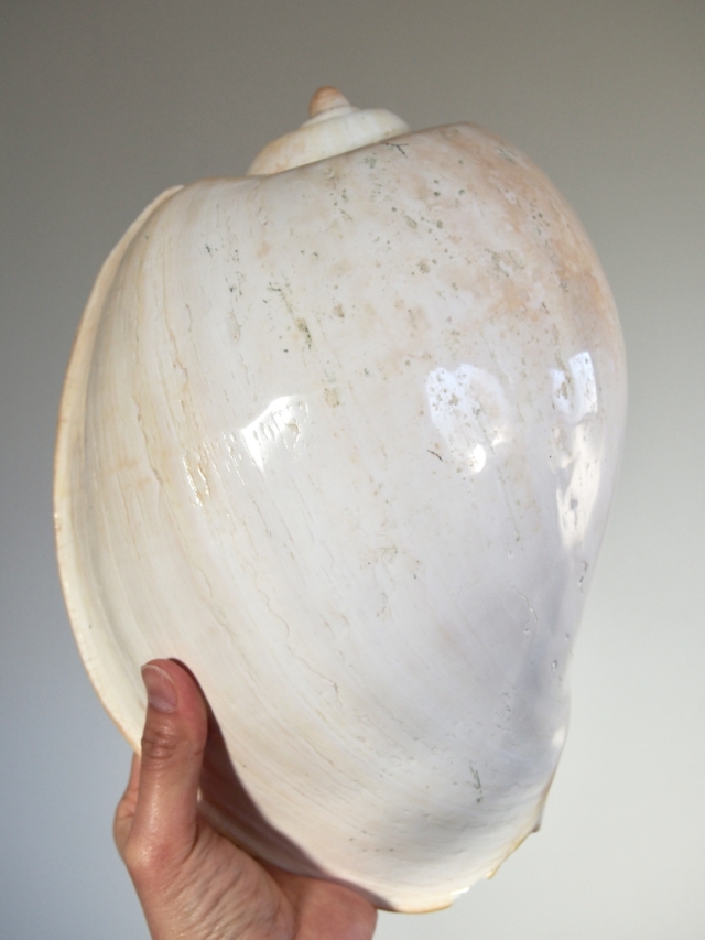 メロブロディリフ磨(ブローデリップヤシガイ)【約30cm前後/1個