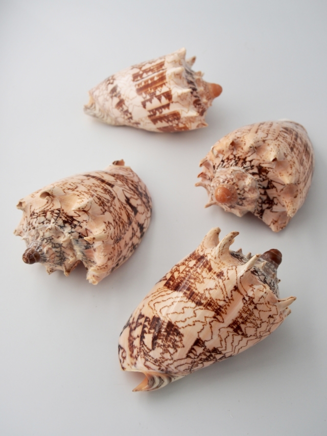 ボルタインペリアス（ミヒカリコオロギボラ）【約12～15cm/1個】 En