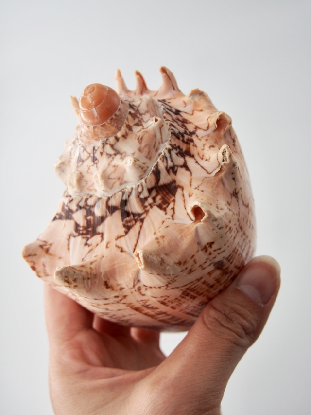 ボルタインペリアス（ミヒカリコオロギボラ）【約12～15cm/1個】 En