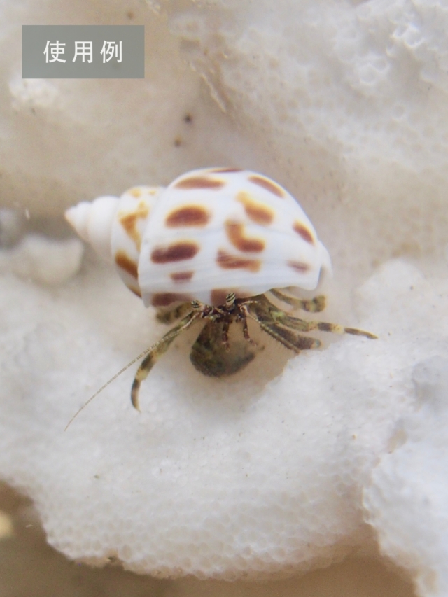 バイガイ-小-【約2～3cm】[メール便可-200g] En: Babalonia Areolata