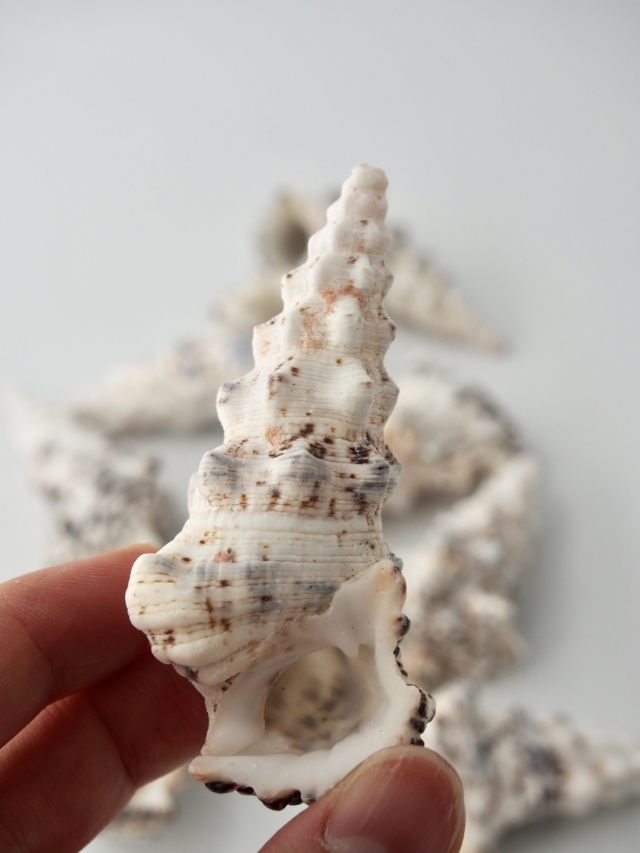 オニノツノガイ【約6.0～10.0cm】 En: Cerithium nodulosum Bruguire