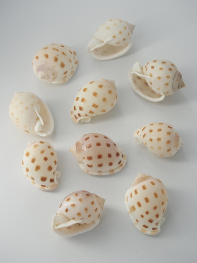 ウラシマガイ【約3.5～5cm/10個】[メール便可-4袋まで] En: Phalium