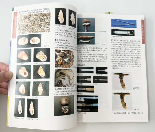 図鑑】貝の図鑑 採集と標本の作り方