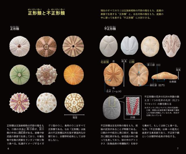 ウニ学 ウニ学 | 本川 達雄 |本 | 通販 | Amazon