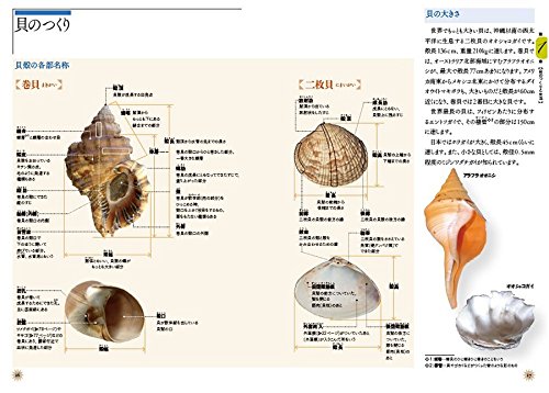貝殻まとめて　資料　収集　教材 Amazon | ＜込＞日本領内 貝殻標本 50種 セット まとめて 資料