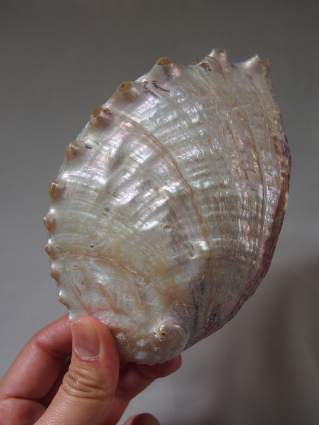 貝殻の魅力 貝殻の問屋さん- 世界の貝殻・自然素材・サンゴ砂を直輸入