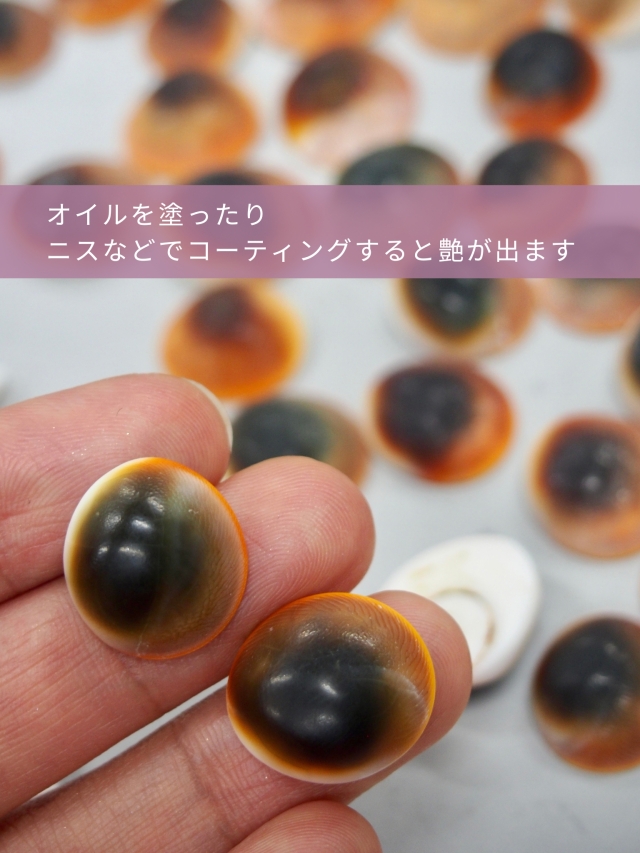 キャッツアイレッド（リュウテンサザエの蓋）【約2cm前後/10個入