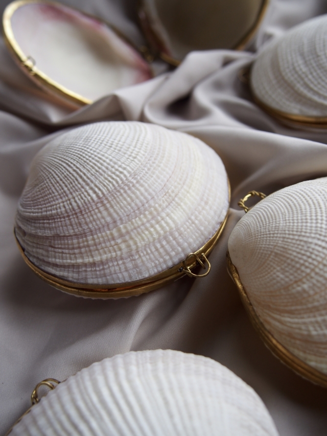 貝　貝殻 貝殻の小物入れ-ツキガイ-【7.5cm前後/1個】 En: Shell coin