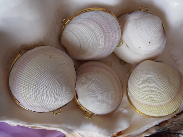 B品]貝殻の小物入れ-ツキガイ-【7.5cm前後/1個】 En: Shell coin purse