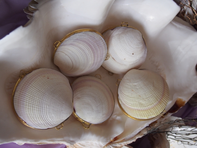 B品]貝殻の小物入れ-ツキガイ-【7.5cm前後/1個】 En: Shell coin purse