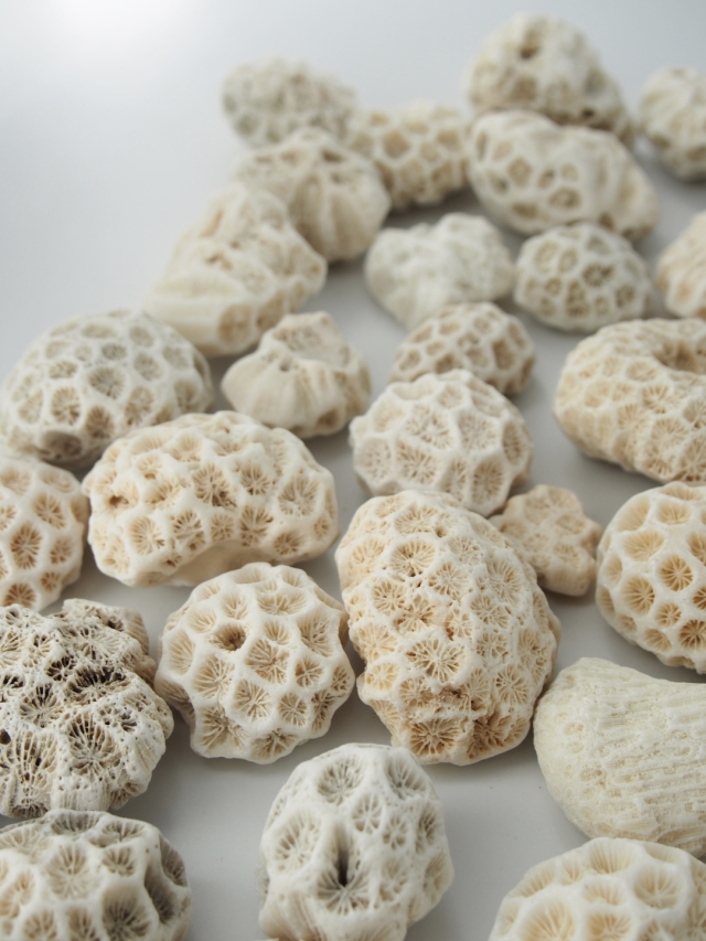 サンゴ石【4cm以下/約1kg】 - Not for overseas sale - サンゴ石【4cm以下/約1kg】 - Not for overseas sale -