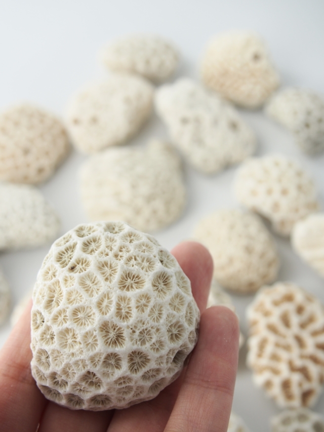 珊瑚石 61v4Sv2vwBL._AC_UF350,