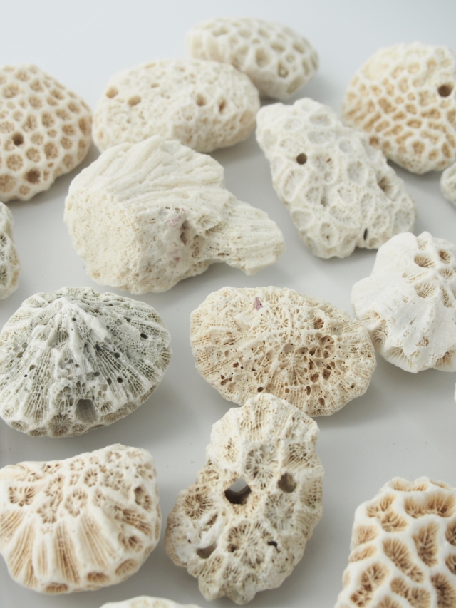 サンゴ石【5cm前後/約1kg】 - Not for overseas sale -