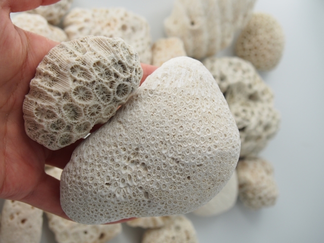サンゴ石 B品【10cm以下/約5kg】 - Not for overseas sale -