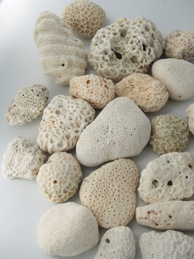 中国 雲南省産 サンゴ化石 希少 大型 中国 雲南省産 サンゴ化石 希少 大型