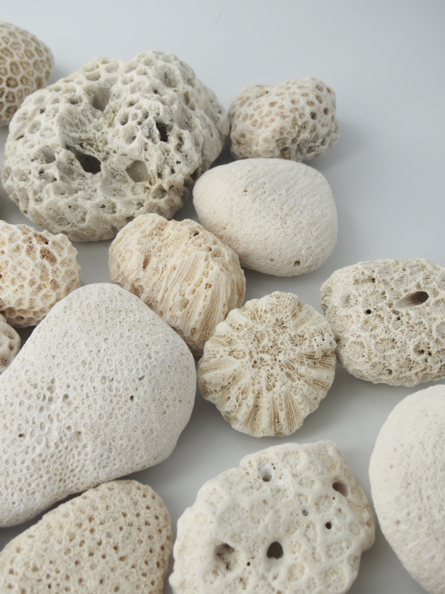 珊瑚石 サンゴ石 B品【10cm以下/約5kg】 - Not for overseas sale -