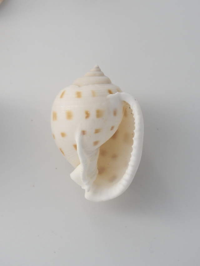 ウラシマガイ【約3.5～5cm/10個】[メール便可-4袋まで] En: Phalium