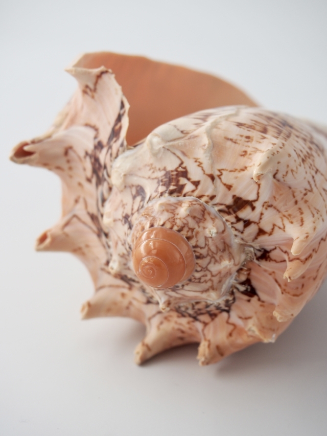 ボルタインペリアス（ミヒカリコオロギボラ）【約12～15cm/1個】 En