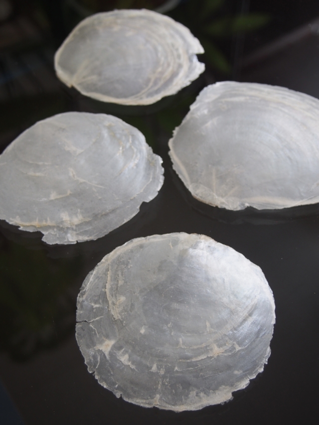 カピス自然【約8～10cm/約1kg】En:Capiz Natural 貝殻