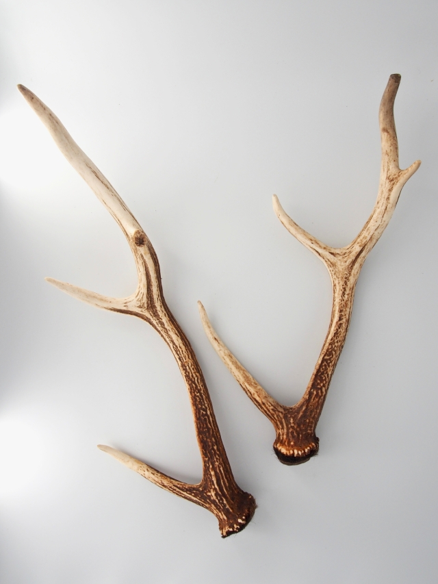 エゾジカの角 B品【47cm前後-おまかせ発送-】鹿の角 En: - Not for  