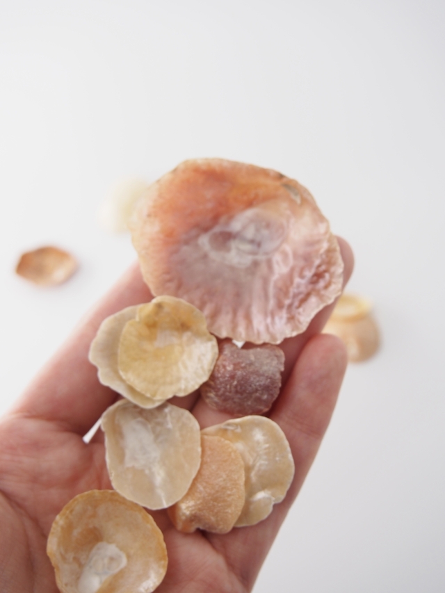 ナミマガシワ 瀬戸内産【約1～4cm/約30g】[メール便可-6袋まで] En