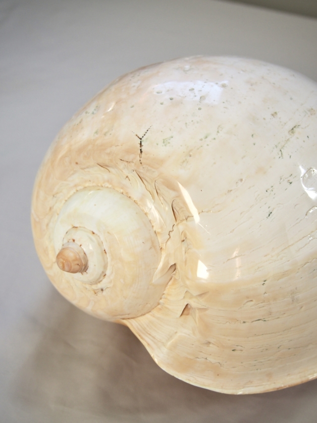 メロブロディリフ磨(ブローデリップヤシガイ)【約30cm前後/1個