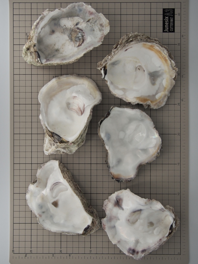 岩牡蠣さま専用 4足 Suicoke 楽天市場】【予約販売】送料無料！【山陰産】岩牡蠣（カキ）[生