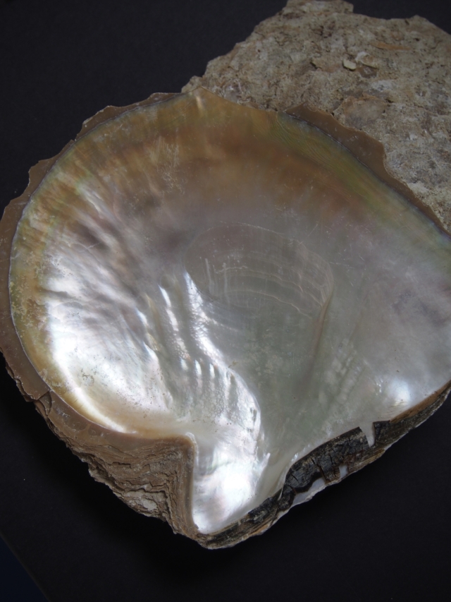 貝殻の魅力 貝殻の問屋さん- 世界の貝殻・自然素材・サンゴ砂を