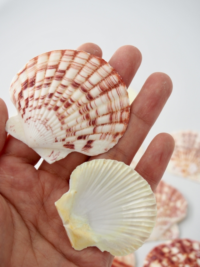 サンセットシェル(コダイニシキヒヨク）【約5～6cm/500g 】En