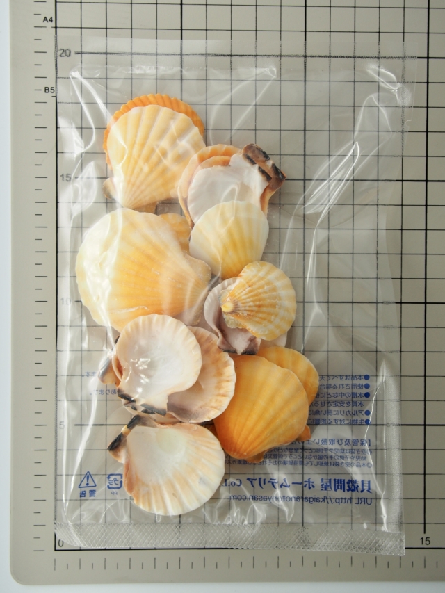 ビクセロムオレンジ片面（ツヅレキンチャクガイ）【約3～5cm