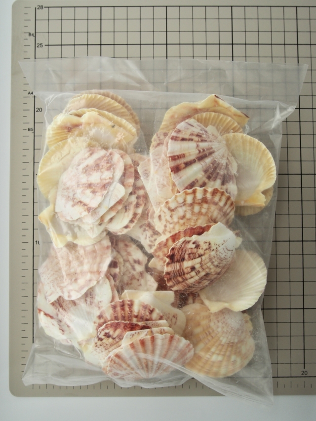 サンセットシェル(コダイニシキヒヨク）【約5～6cm/500g 】En