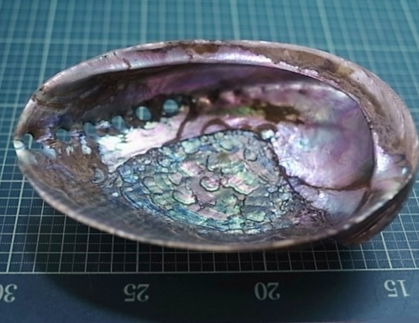 ハリオティス フージェンス 磨き【約13～14cm/1個】 En: Haliotis