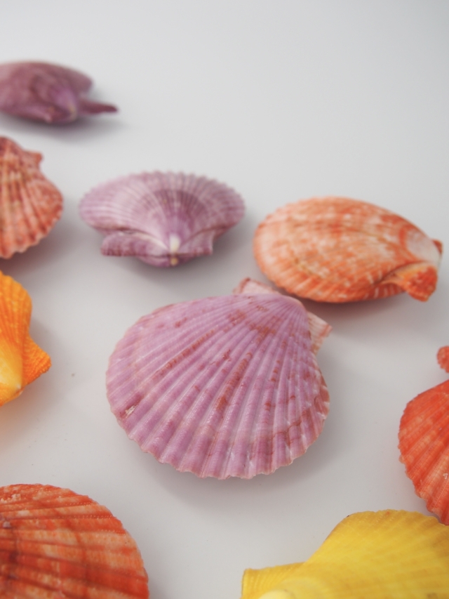 ヒオウギガイ両面ミックス【約4～6cm/10個入】[メール便可-1袋まで] En