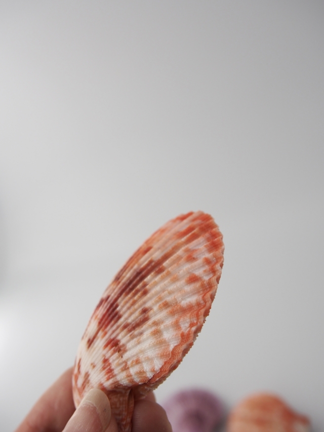 しあわせになれる貝 貝殻 幸せを呼ぶ貝 ナミマガシワ 約300g - メルカリ