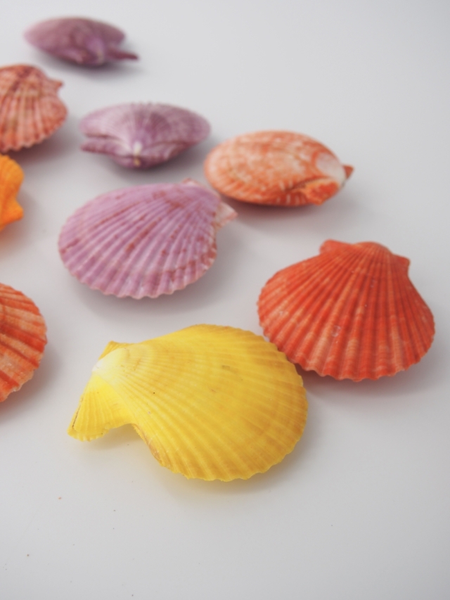 ヒオウギガイ両面ミックス【約4～6cm/10個入】[メール便可-1袋まで] En