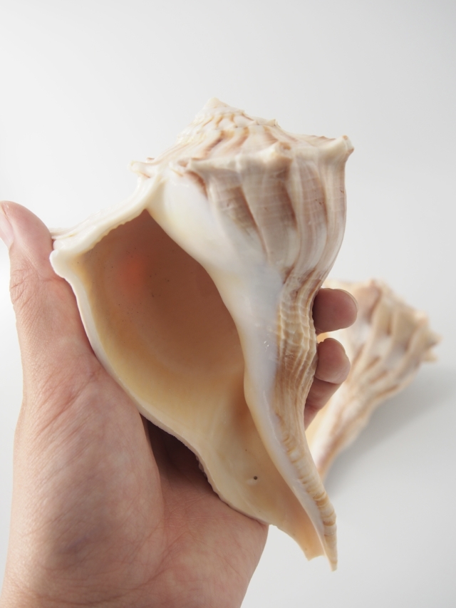 合*い様 カラフル巻き貝ボウシ 合*い様 カラフル巻き貝ボウシ 巻貝