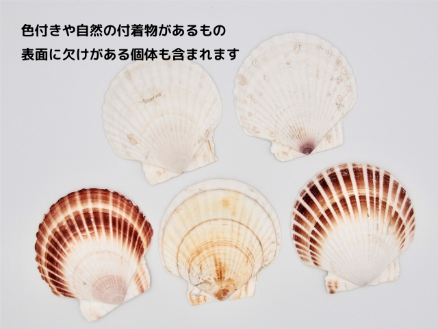 (希少)アツソデガイ　蓋付き　貝殻 ホタテガイ【12cm前後/10枚】En: Japanese Scallop(size:12cm