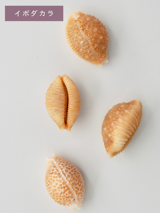 イボダカラ・サメダカラ【約1.8～2.5cm/各1個】[メール便可] 貝殻