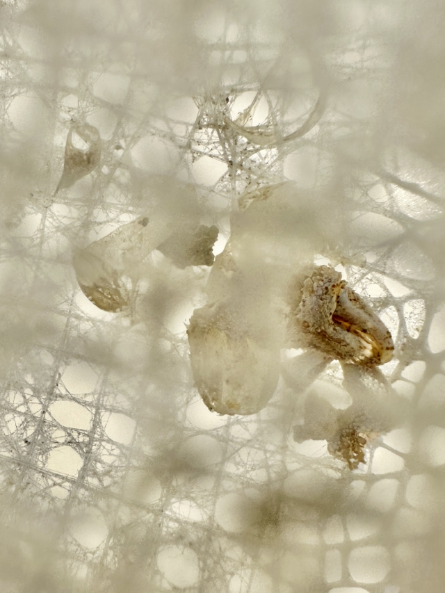 偕老同穴（カイロウドウケツ）【約23～26cm/1本】En: Venus' Flower