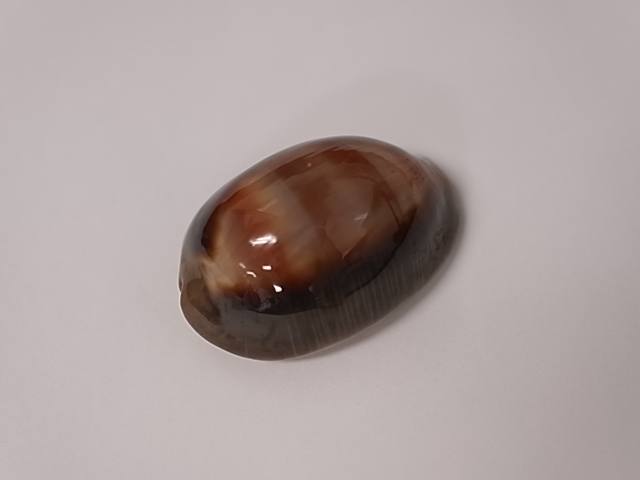 キンカンダカラ【約4.5～5.0cm/1個】 En: Cypraea ventriculus