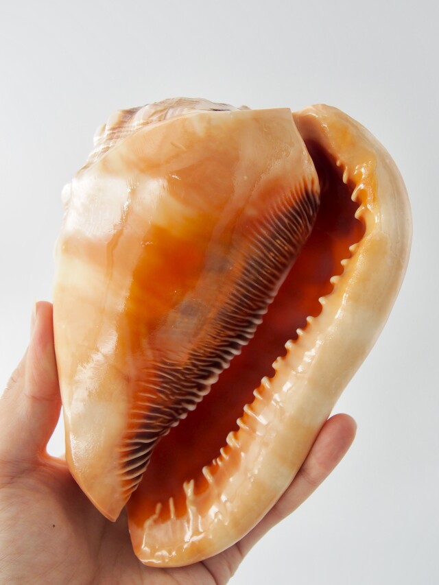 貝殻 標本 マンボウガイ(万宝貝) 14cm前後 万年貝(マンボウガイ)【約14cm前後/1個】 En: Bull mouth