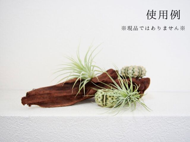 天然流木 マングローブ系【約10～15cm/1個】 