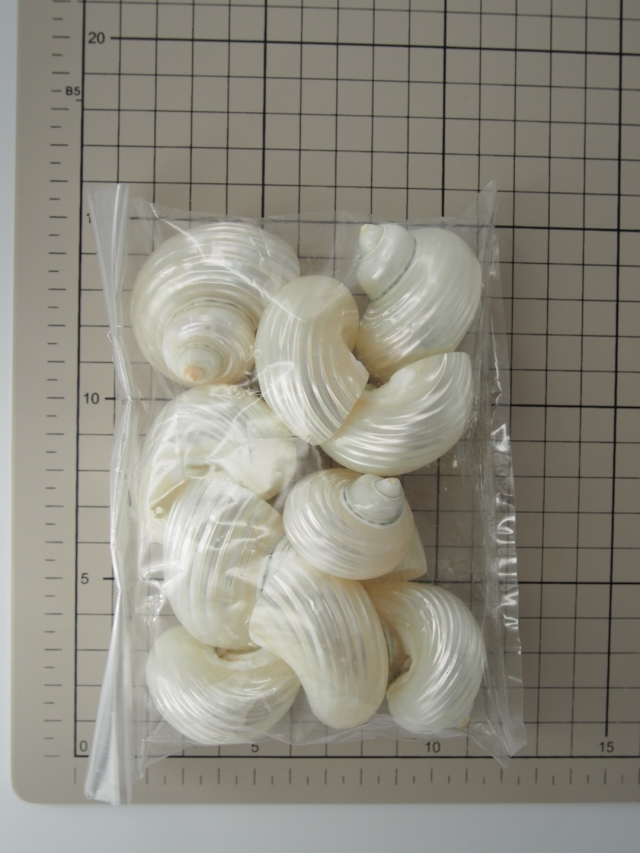 マルサザエ真珠磨き【約4～5cm/10個入】 En:Turbo setosus