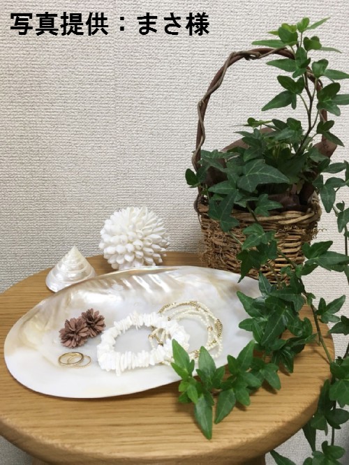 仏像真珠／淡水パール母貝 no.109 仏像真珠