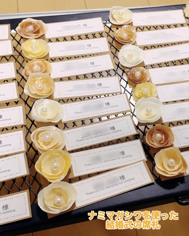 ナミマガシワ 瀬戸内産【約1～4.5cm/約20g】[メール便可-6袋まで