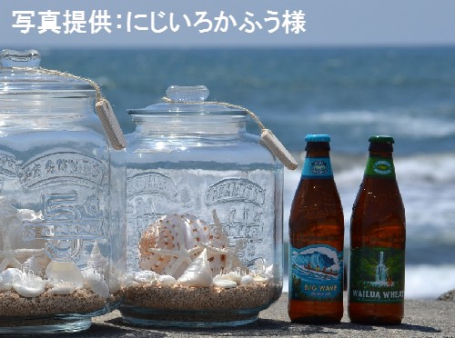 ウズラミヤシロガイ 標本 貝殻 サーフィン アート 貝 リゾート 自然　癒し　海 ウズラミヤシロガイ 標本 貝殻 サーフィン アート 貝 リゾート