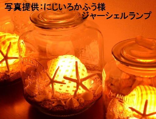 ウズラミヤシロ【約8～10cm】 En: Tonna Tessellata (size:8-10cm)