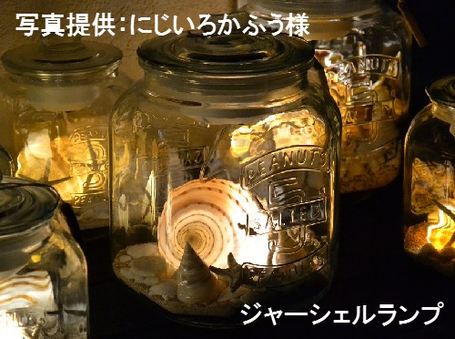 ウズラミヤシロ【約8～10cm】 En: Tonna Tessellata (size:8-10cm)